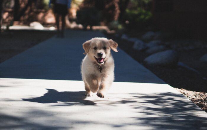 How to Socialize Your Puppy