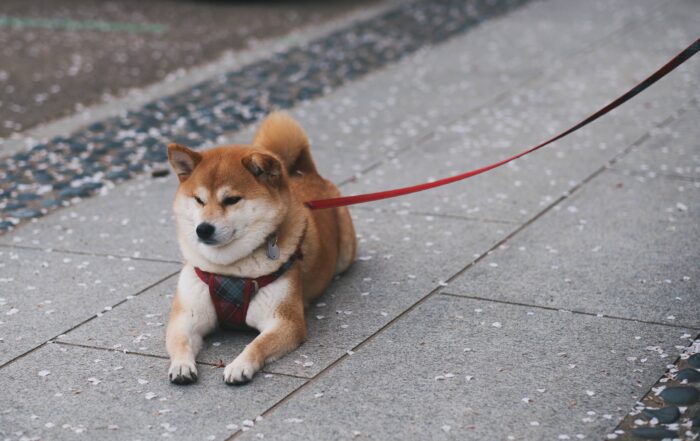 Kiki and Koji, The Shiba Inus