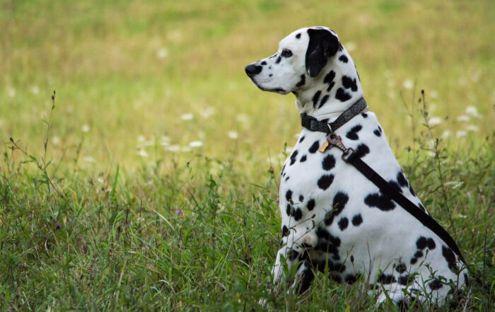 Leah the Dalmatian