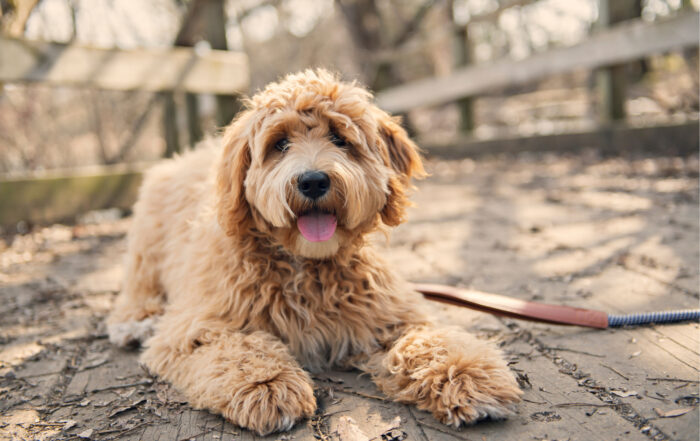 Loki the Labradoodle