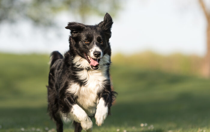 Louie the Border Collie