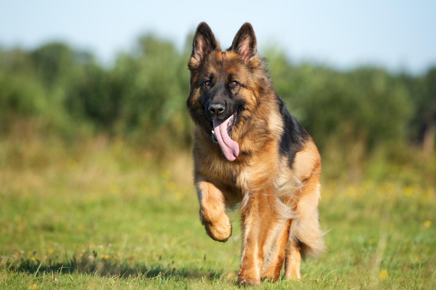 Mabel-the-German-Shepherd.jpg 22 March 2021 1 MB 1500 by 1000 pixels Edit Image Delete permanently Alt Text Describe the purpose of the image(opens in a new tab). Leave empty if the image is purely decorative.Title Mabel the German Shepherd Caption