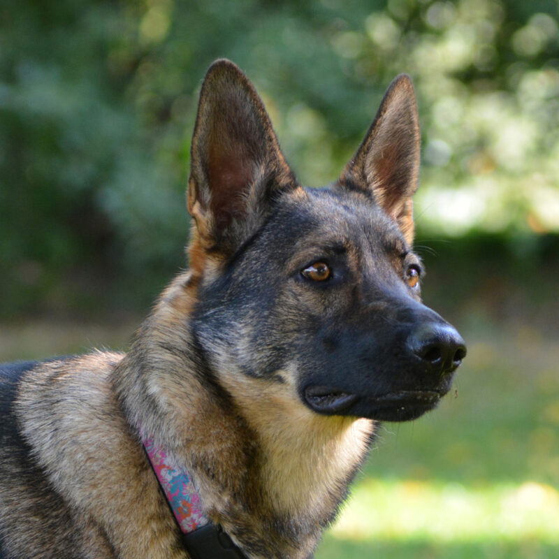 Molly the German Shepherd - Royvon Dog Training & Hotels