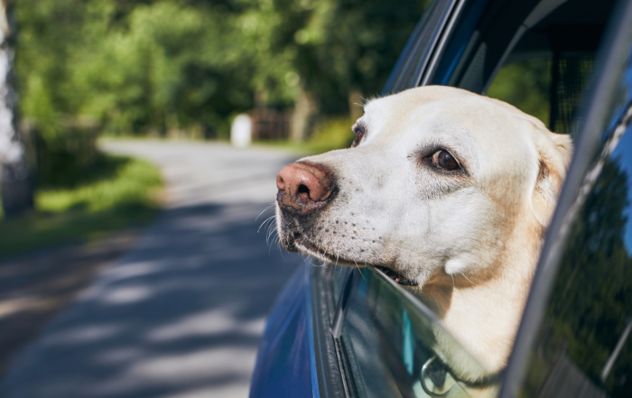 Options for your Dog whilst you go Travelling.