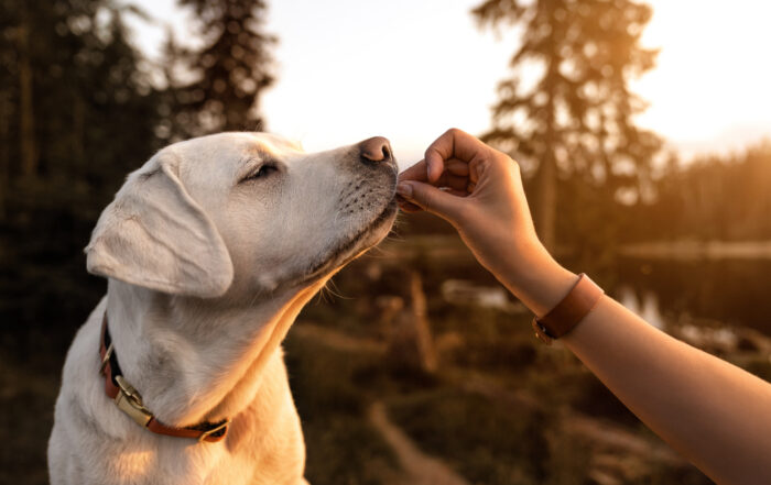 Peppa the Labrador