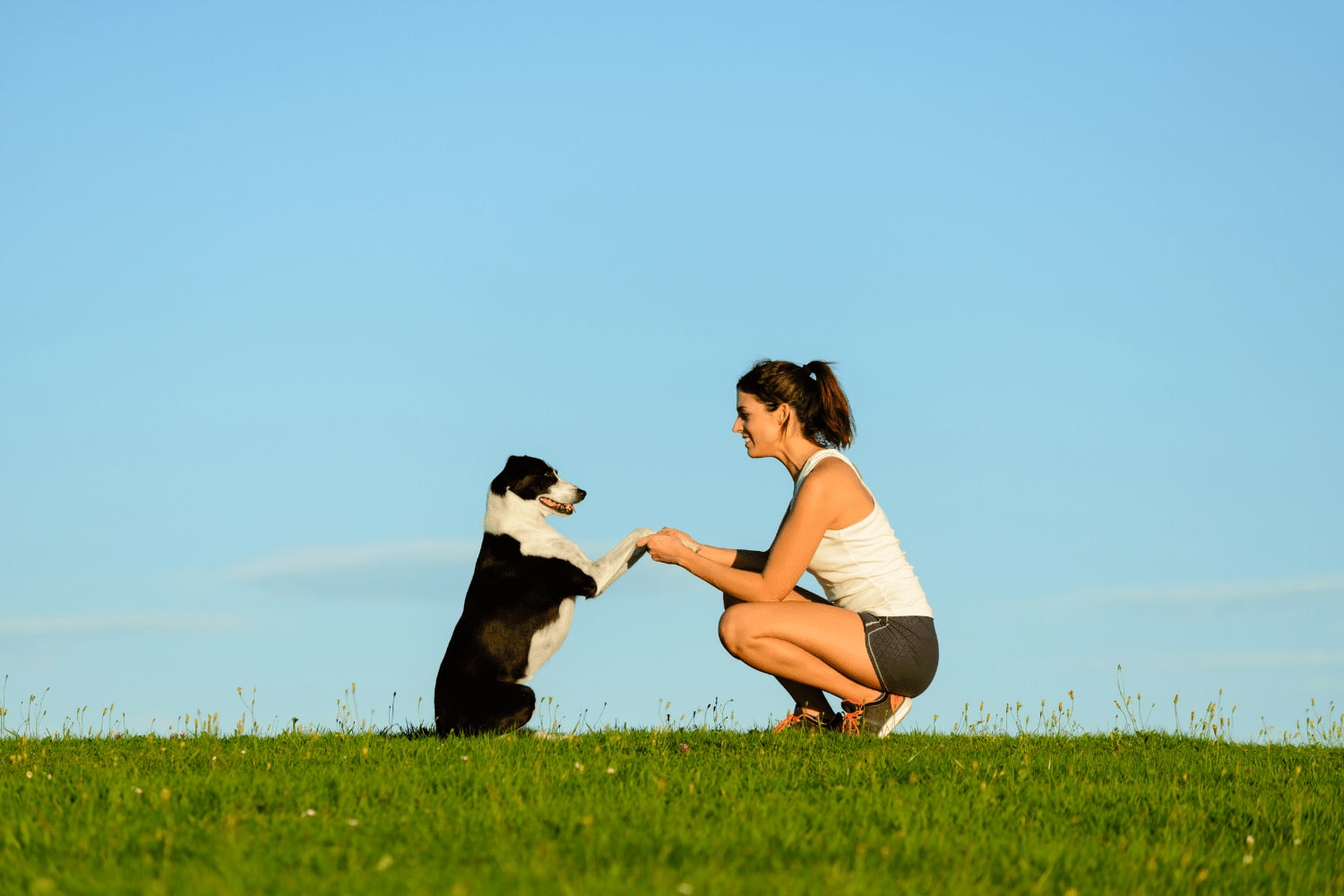 Positive reinforcement in dog training