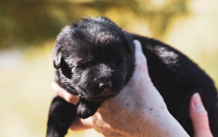 Preparing-the-House-for-a-New-Puppy-scaled