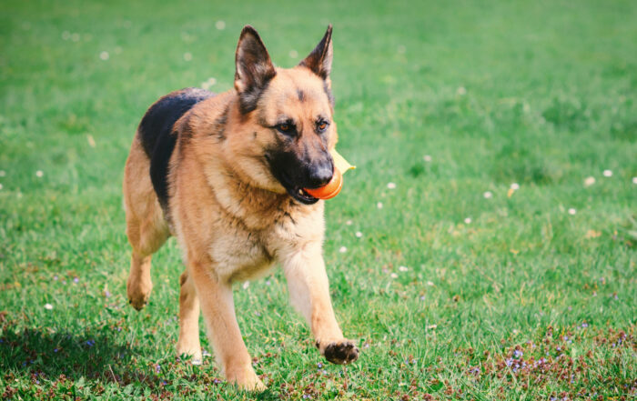 Shadow the German Shepherd