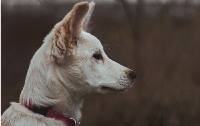 Skye the White German Shepherd