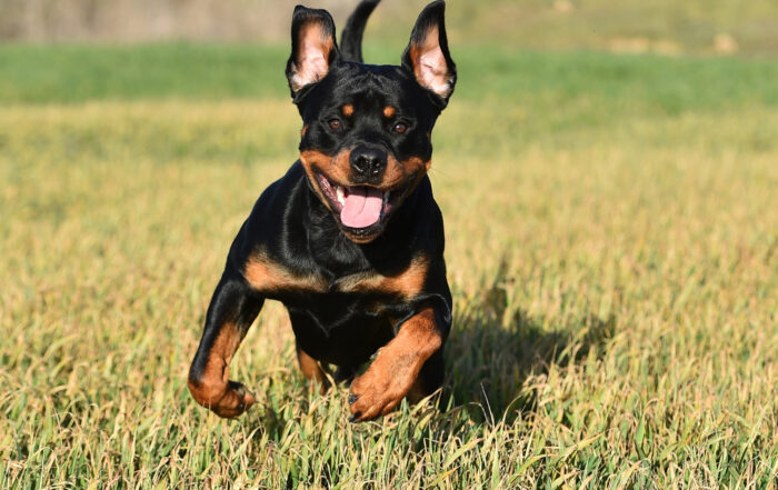 Theo the Rottweiler