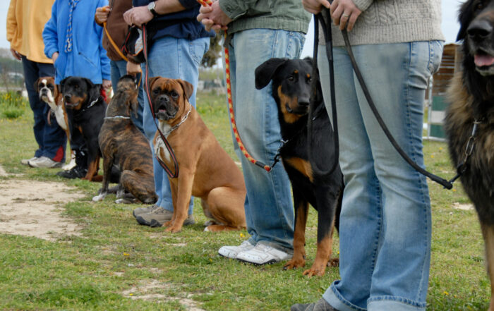 Training for Time-Short Pet Parents