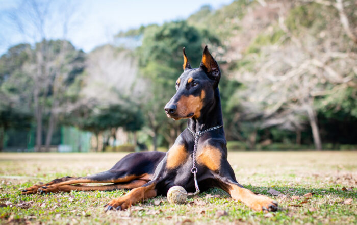 Tulsa the Doberman