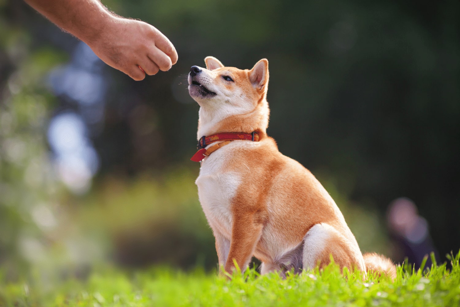 Why you shouldn't delay dog training