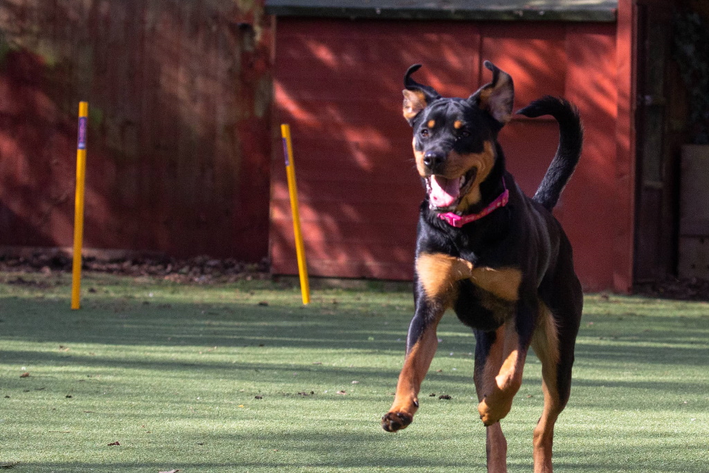 Royvon-Dog-Training-Header-Image