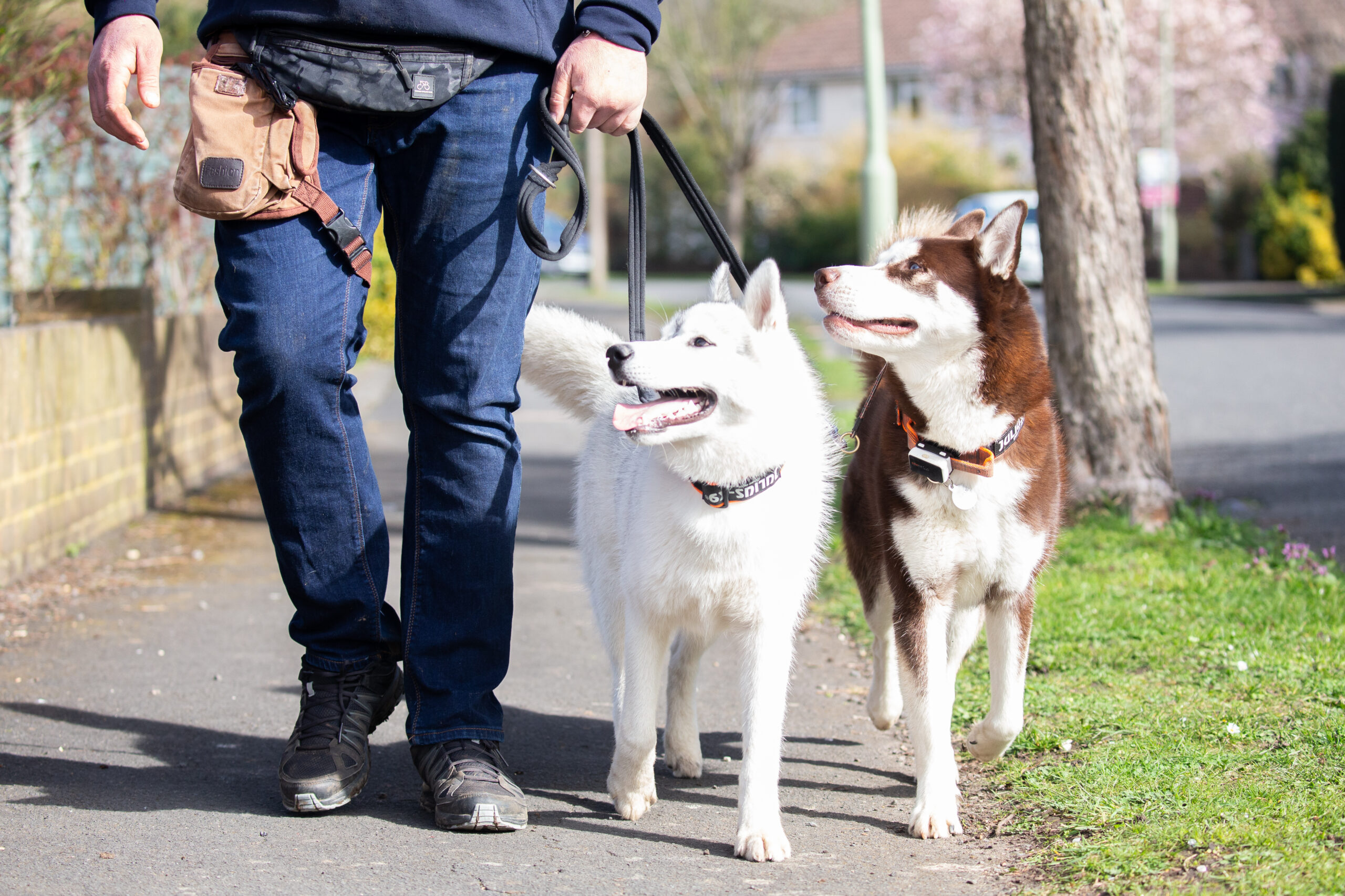 Brand-Two-attentive-dogs-in-training-Husky-scaled