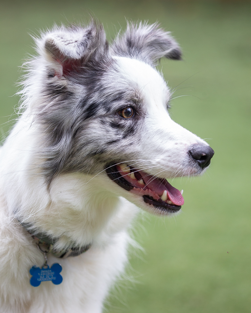 Blog-Collies-Results