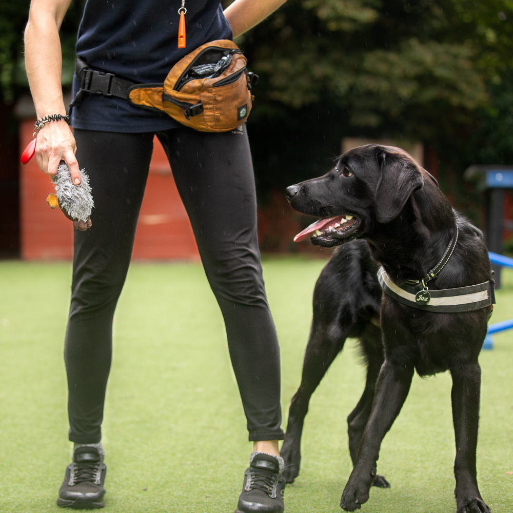 Dog-Training-importance-of-play