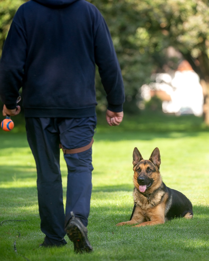 residential-dog-training-in-esher-merthyr-tydfil-royvon