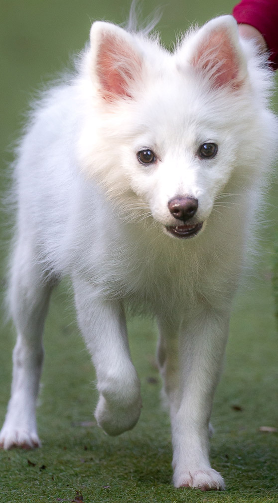 long-white-puppy