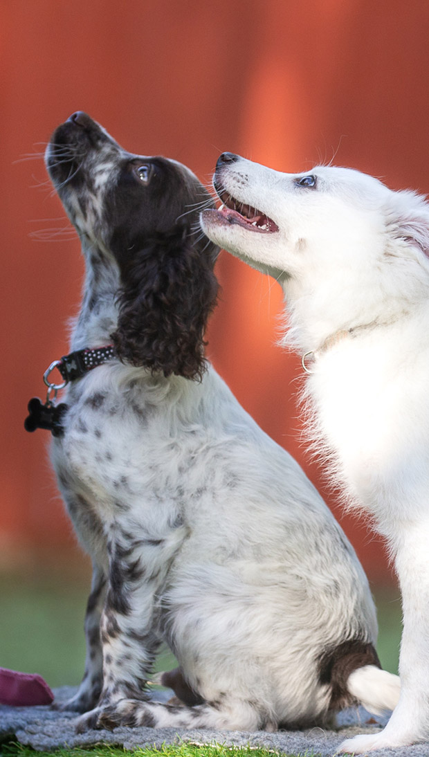puppies-medium-large-cocker-spaniel-and-white-puppy
