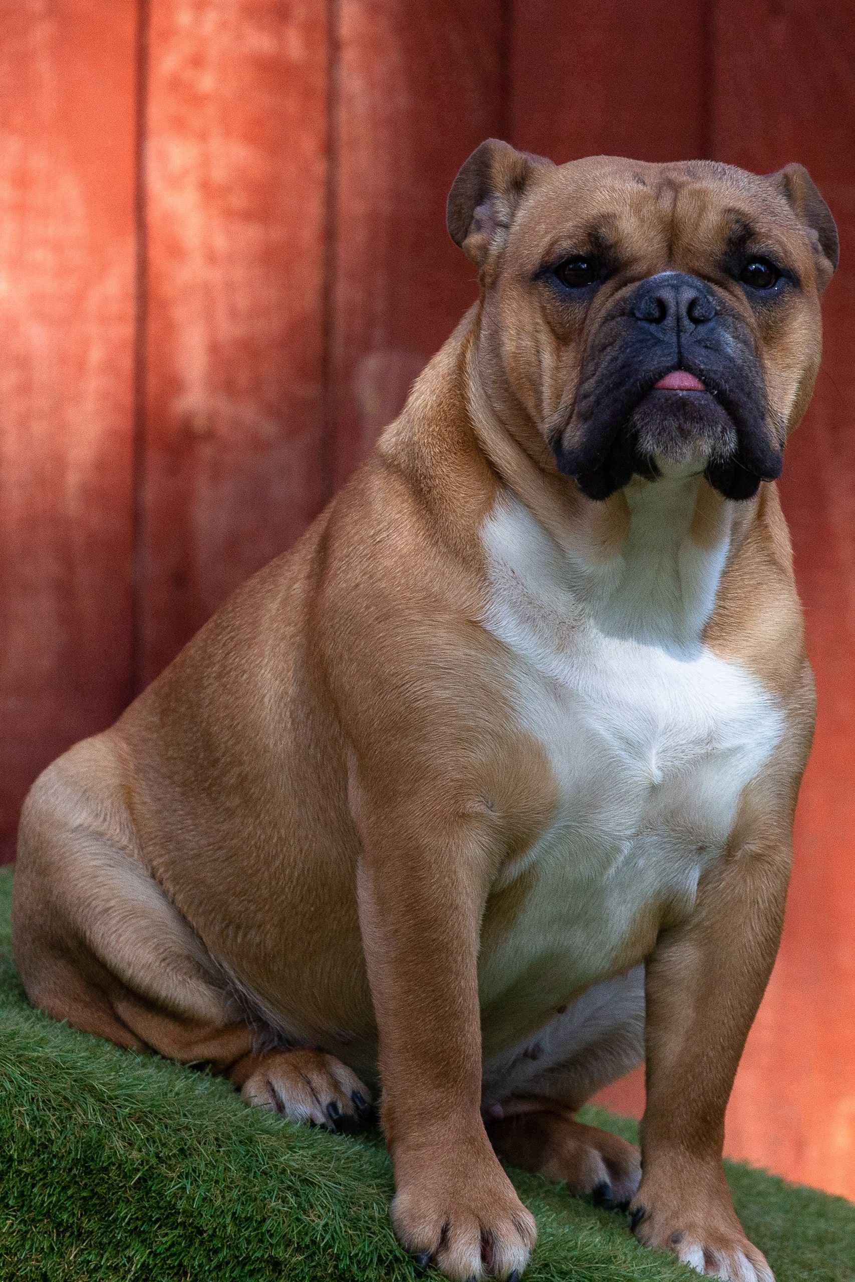 residential-dog-training-faqs-British-Bulldog-Sitting-with-tongue-out