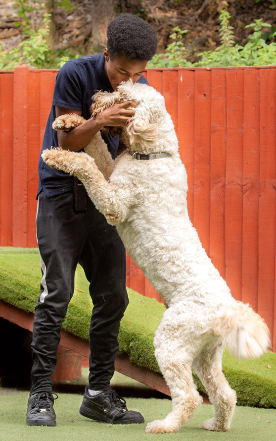 A white dog jumping up to hug the trainer