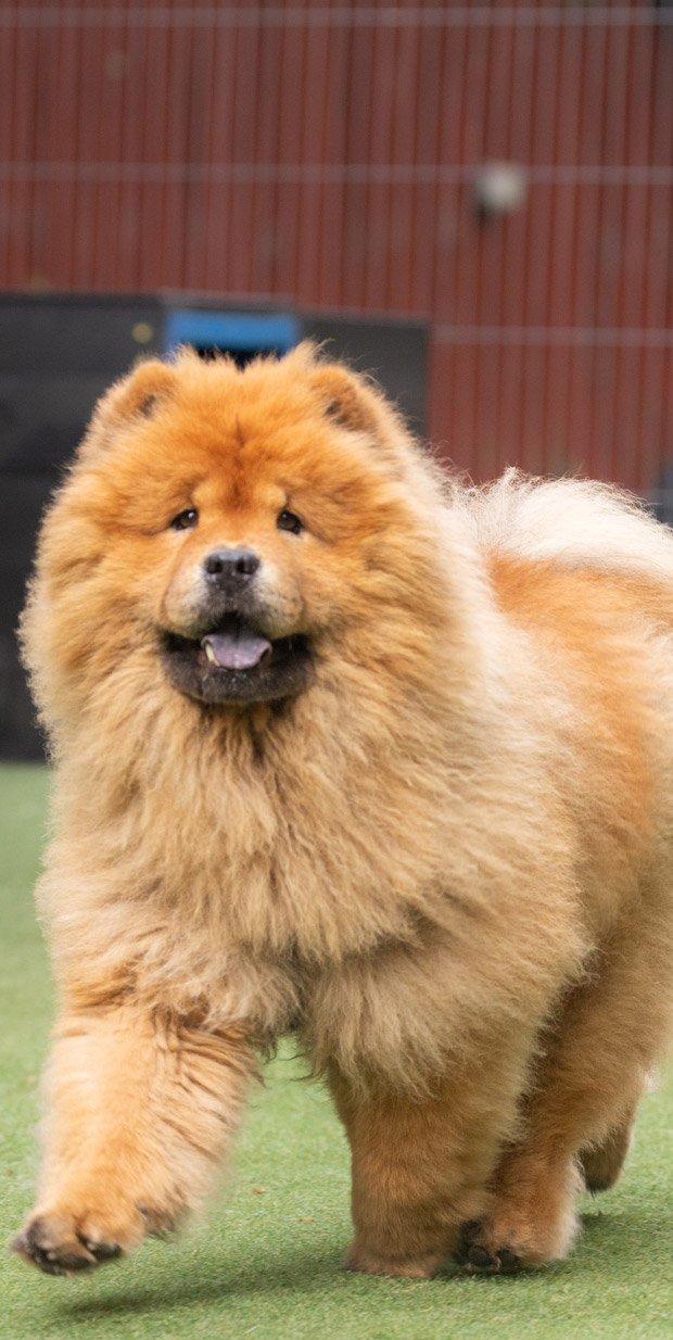 A happy Chow Chow