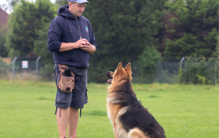 An Alsatian obediently looking at it's trainer whilst learning
