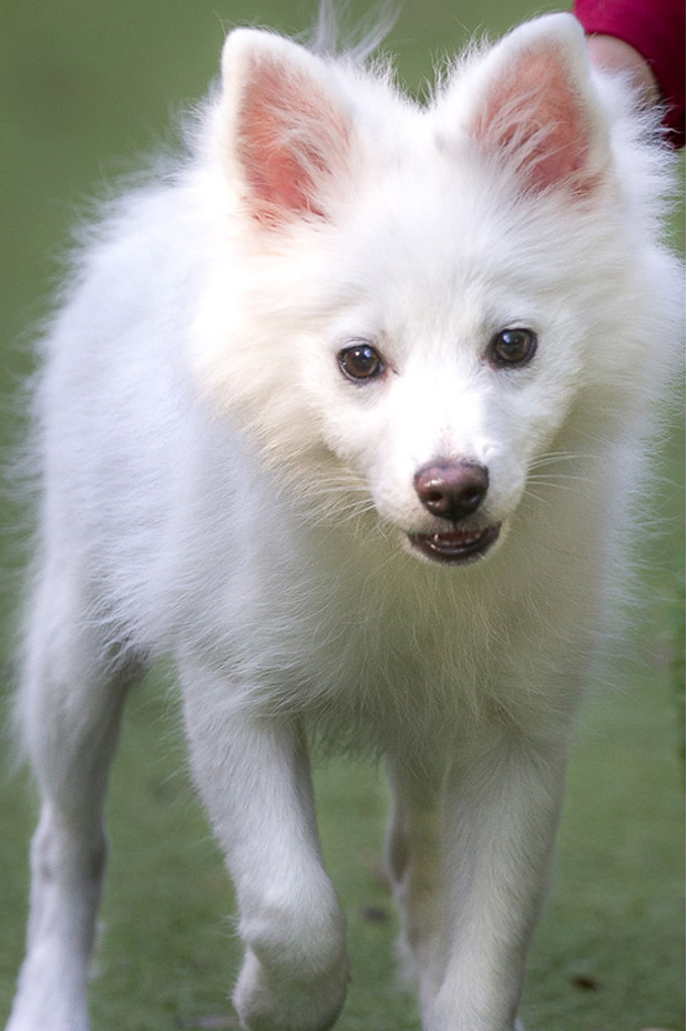 A fluffy white puppy
