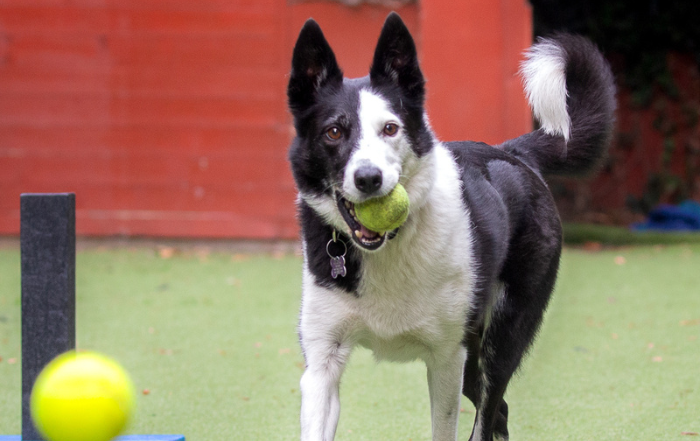 Collie with a tennis ball in it's mouth being trained
