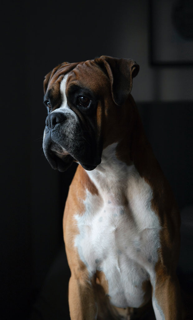 A brown and white boxer dog