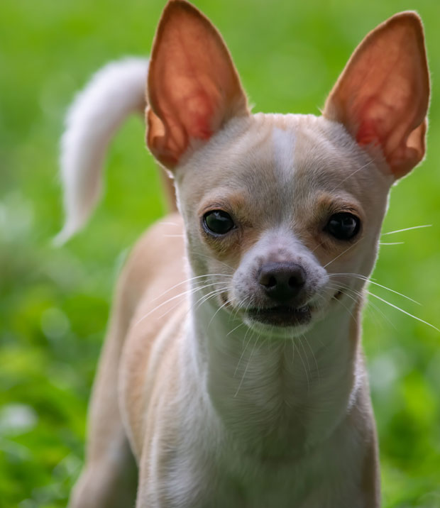 A Chihuahua with pointy ears