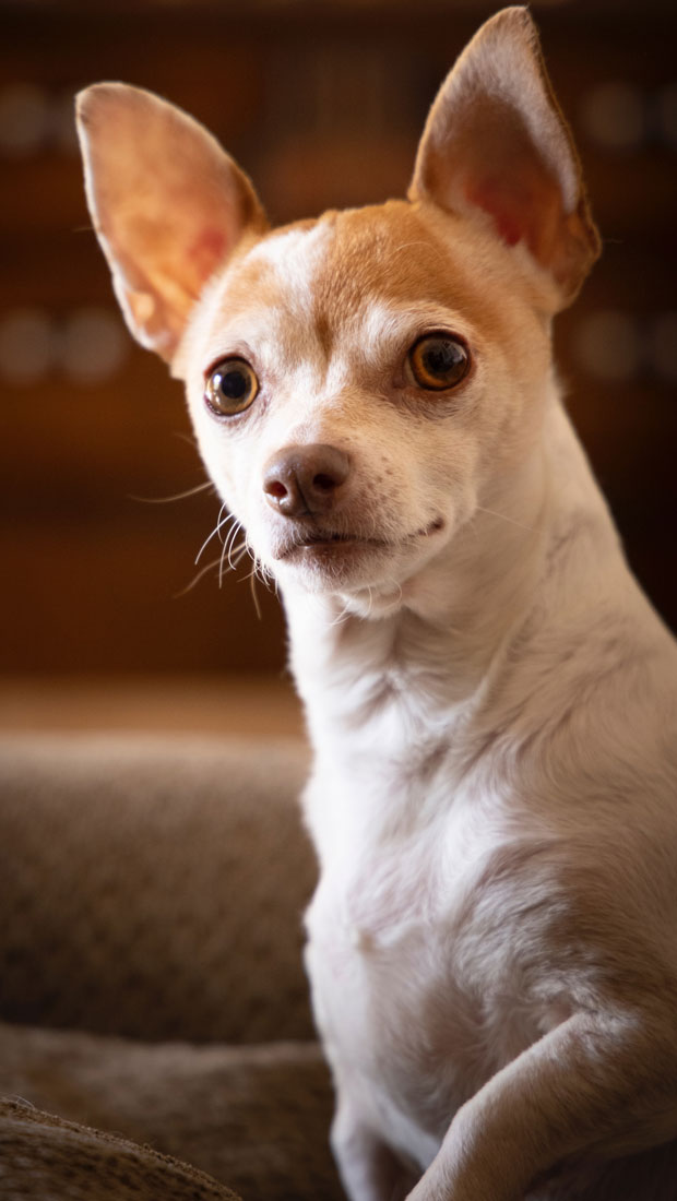 Chihuahua with ears pointing up attentively