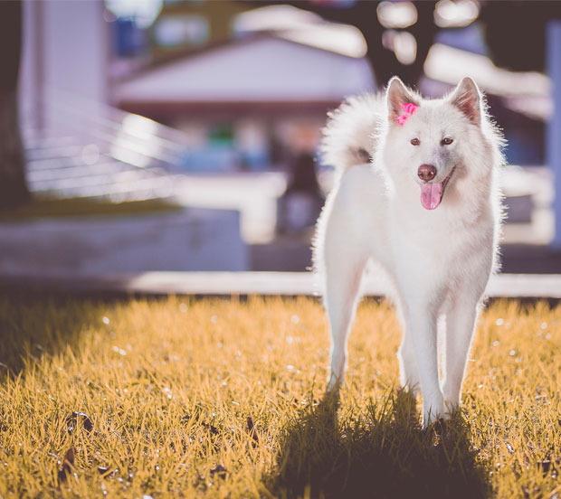 A white Akita standing on the lawn in the sun