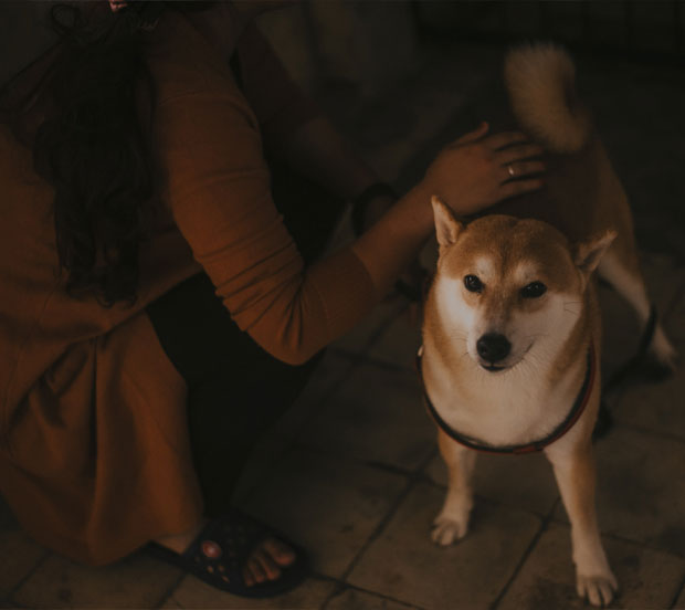 A brown and white Akita being petted by it's owner