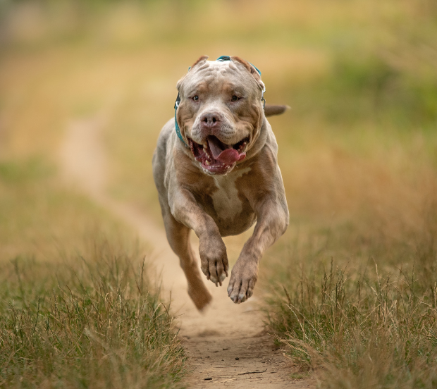 Brown American XL Bully happily running