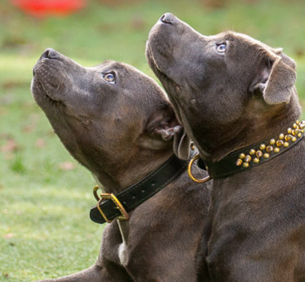 Two staffordshire bull terriers (staffies) looking up at their trainer