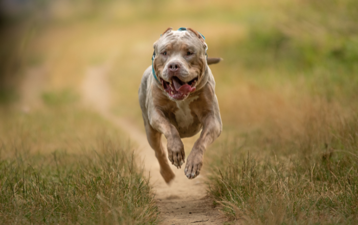XL Bully American Bulldog running happily