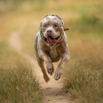A brown XL Bully running happily. American bulldog running.