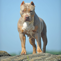 brown XL bully standing proud. American bulldog.