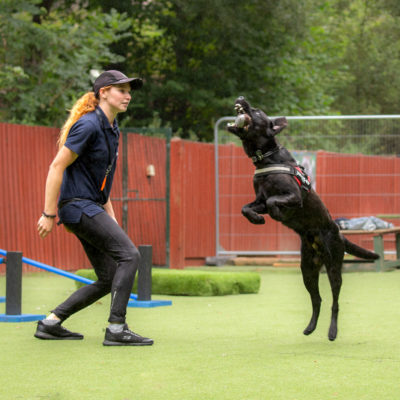 Dog jumping whilst being trained