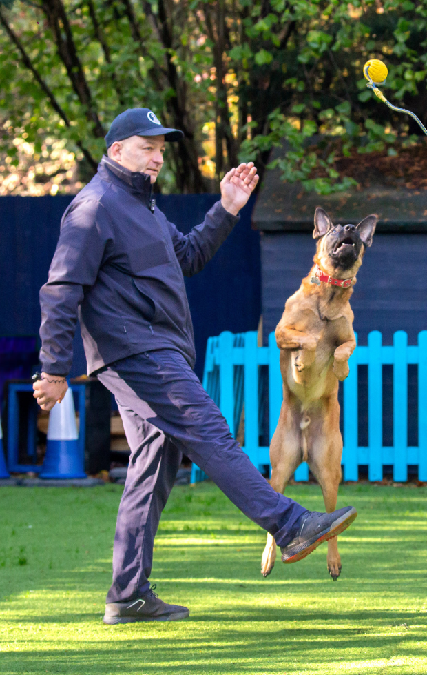 A Belgian Malinois jumping over the trainers leg chasing a ball