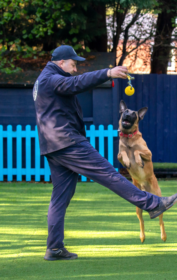 A Belgian Malinois jumping for a ball whilst working with it's dog trainer