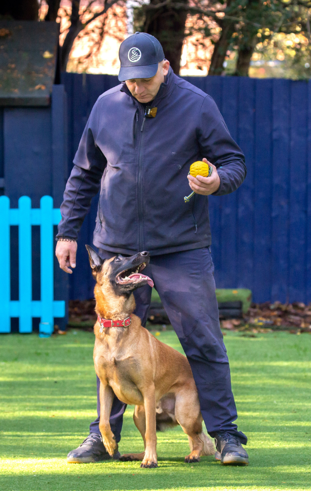 Belgian Malinois obediently looking at their dog trainer