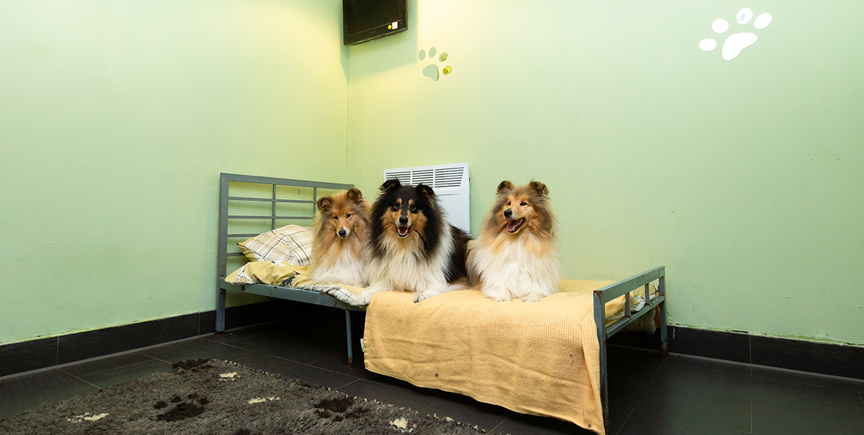 Three dogs on a bed at Merthyr Spaces