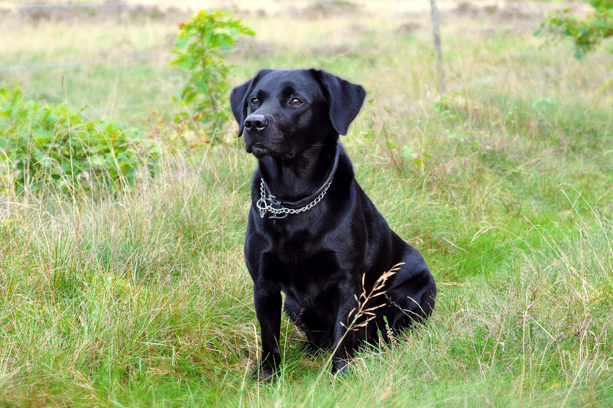 A black Labrador sitting obediently in a field awaiting instruction