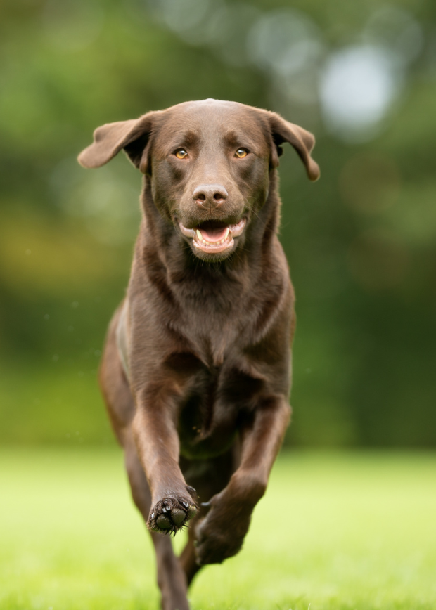 A brown Labrador running through a field