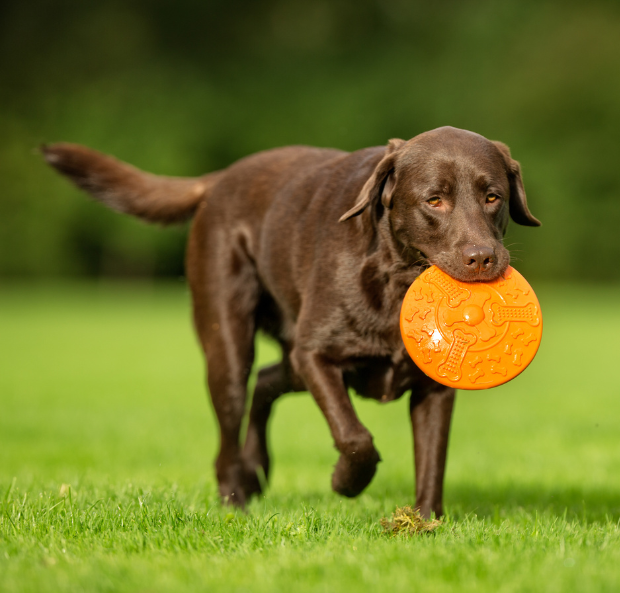 A brown Labrador returning with a frisbee in it's mouth