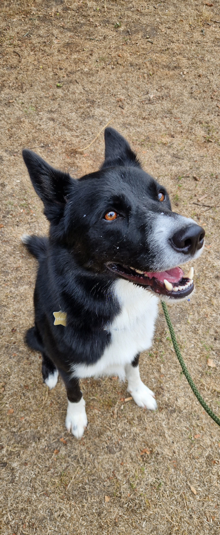 Black and white border collie looking happy