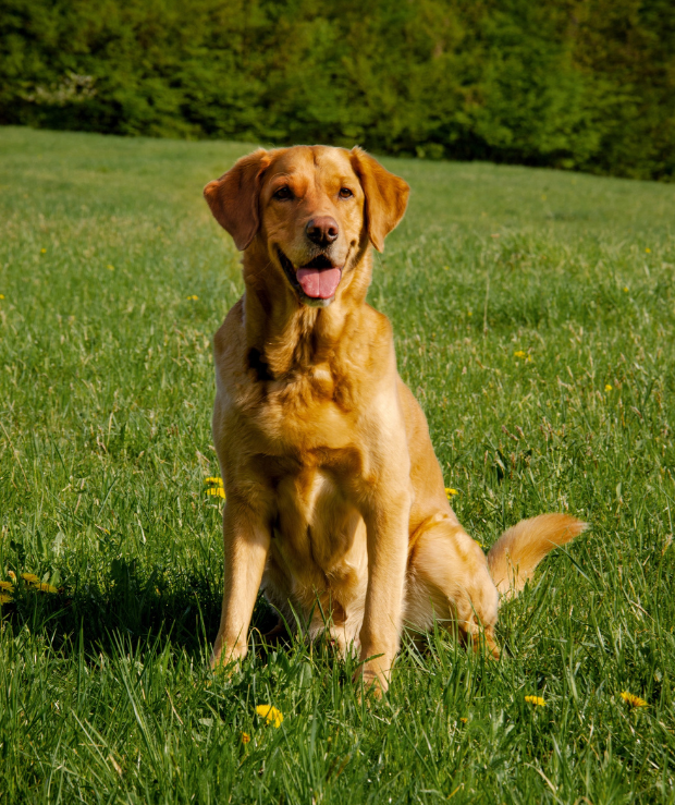 A golden Labrador sitting in a field obediently with its tongue out in a happy manner